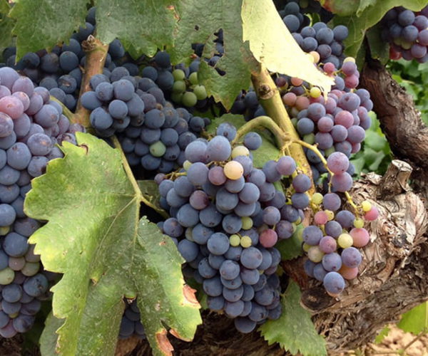 ruta matarraña bodegas vinos